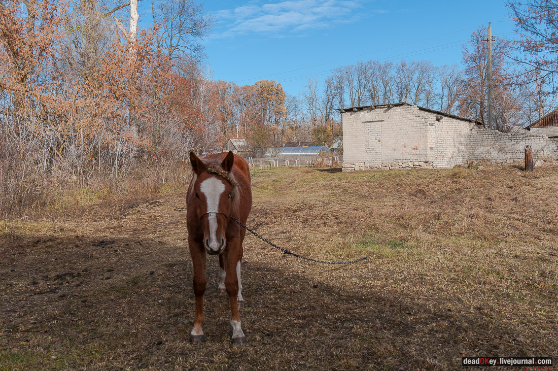Церковь Димитрия Солунского в Березовке