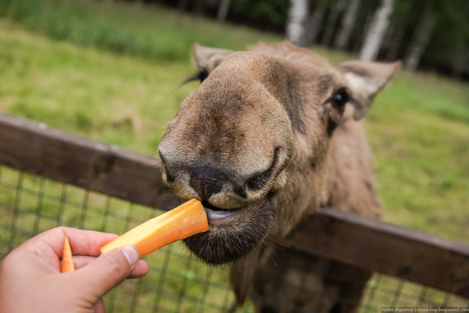 Лосиный остров