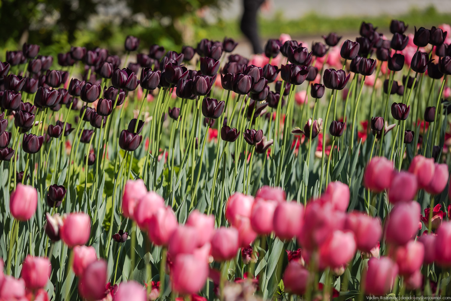 Коломенское в мае, цветы