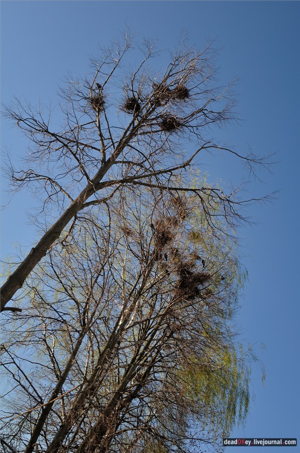 усадьба Черкутино