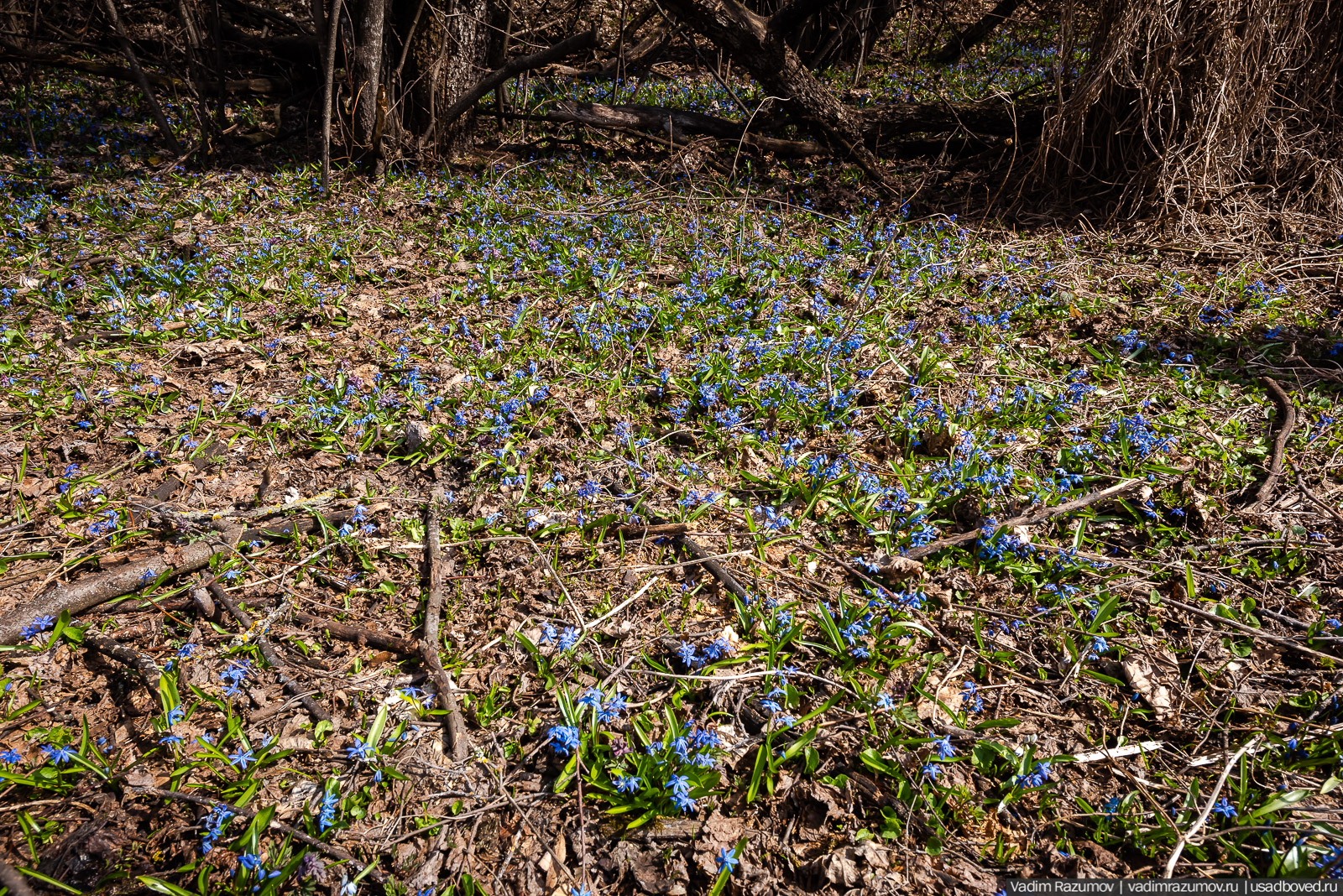 Пролески в усадьбе Репец, Задонский район, Липецкая область
