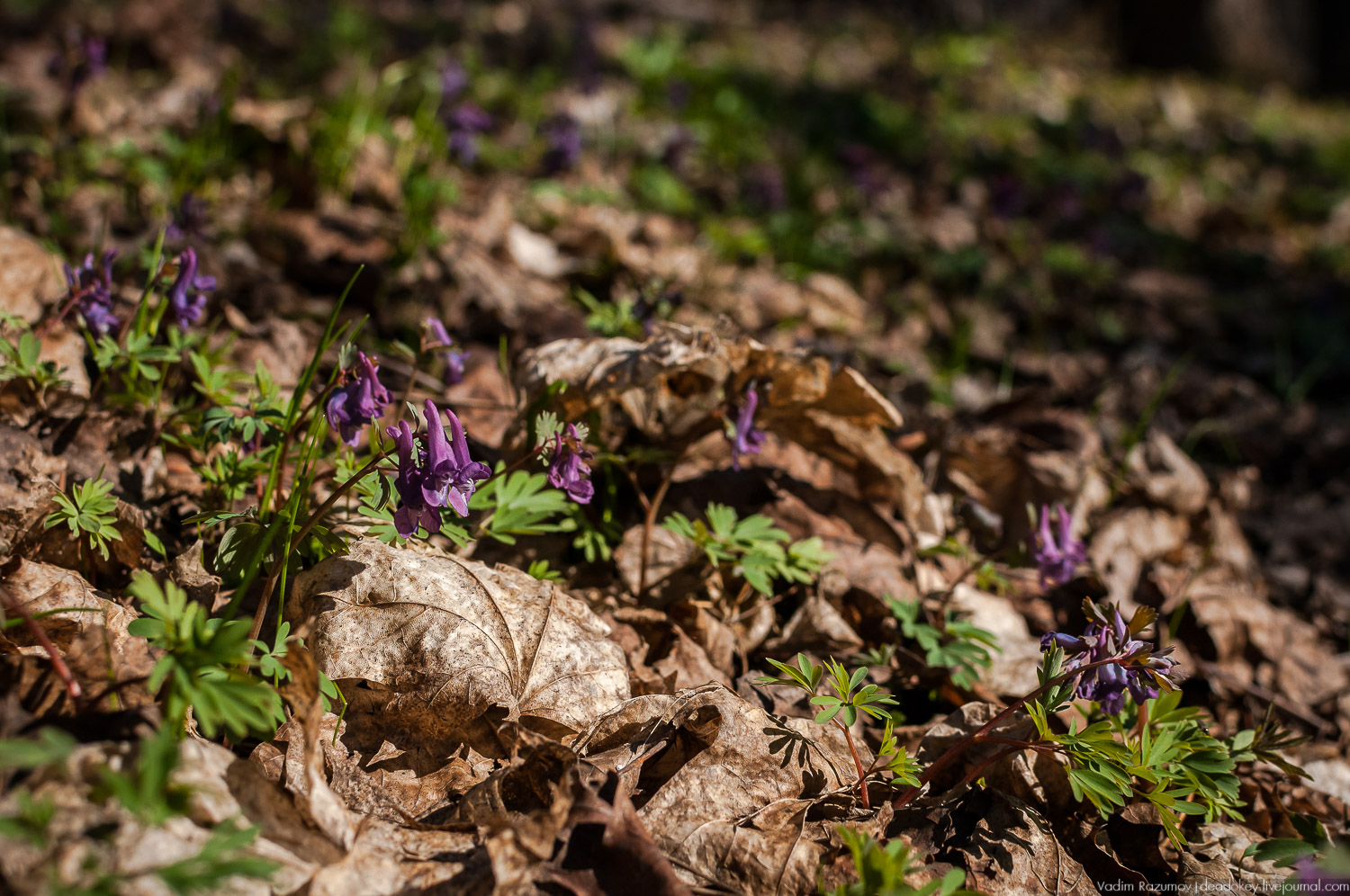 Богородицк, Тульская область, цветение подснежников, хохлатка