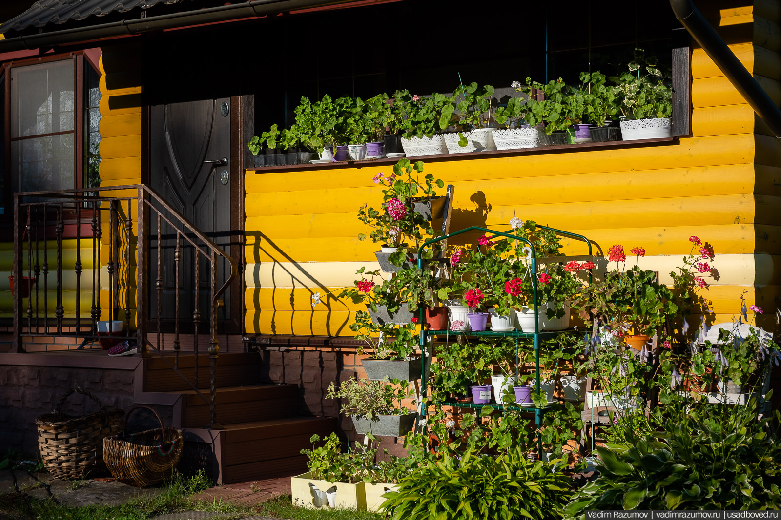 Пеларгония, герань, Вадим Разумов