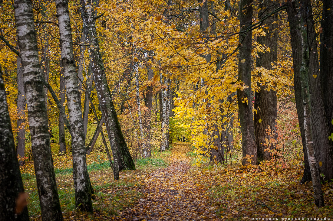 усадьба Ясная Поляна Льва Николаевича Толстого, Тульская область, осенью