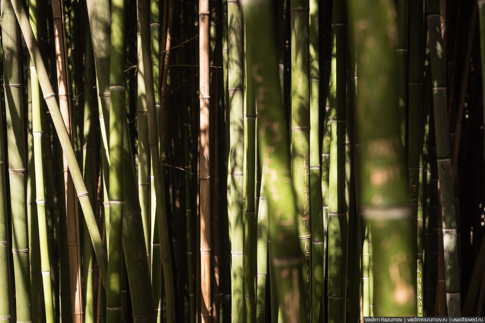 Никитский ботанический сад