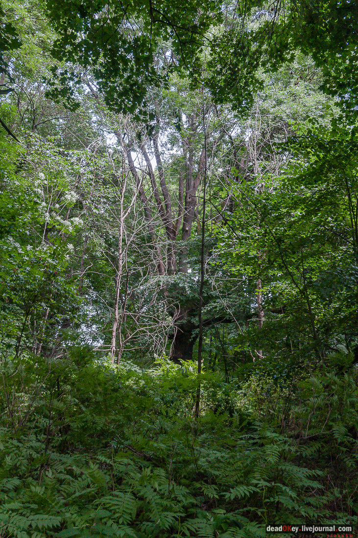 усадьба Дивово