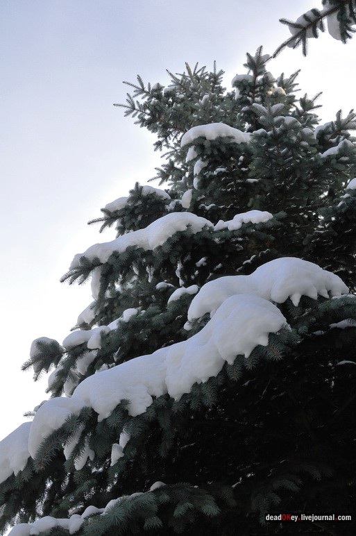 усадьба Троицкое-Кайнарджи