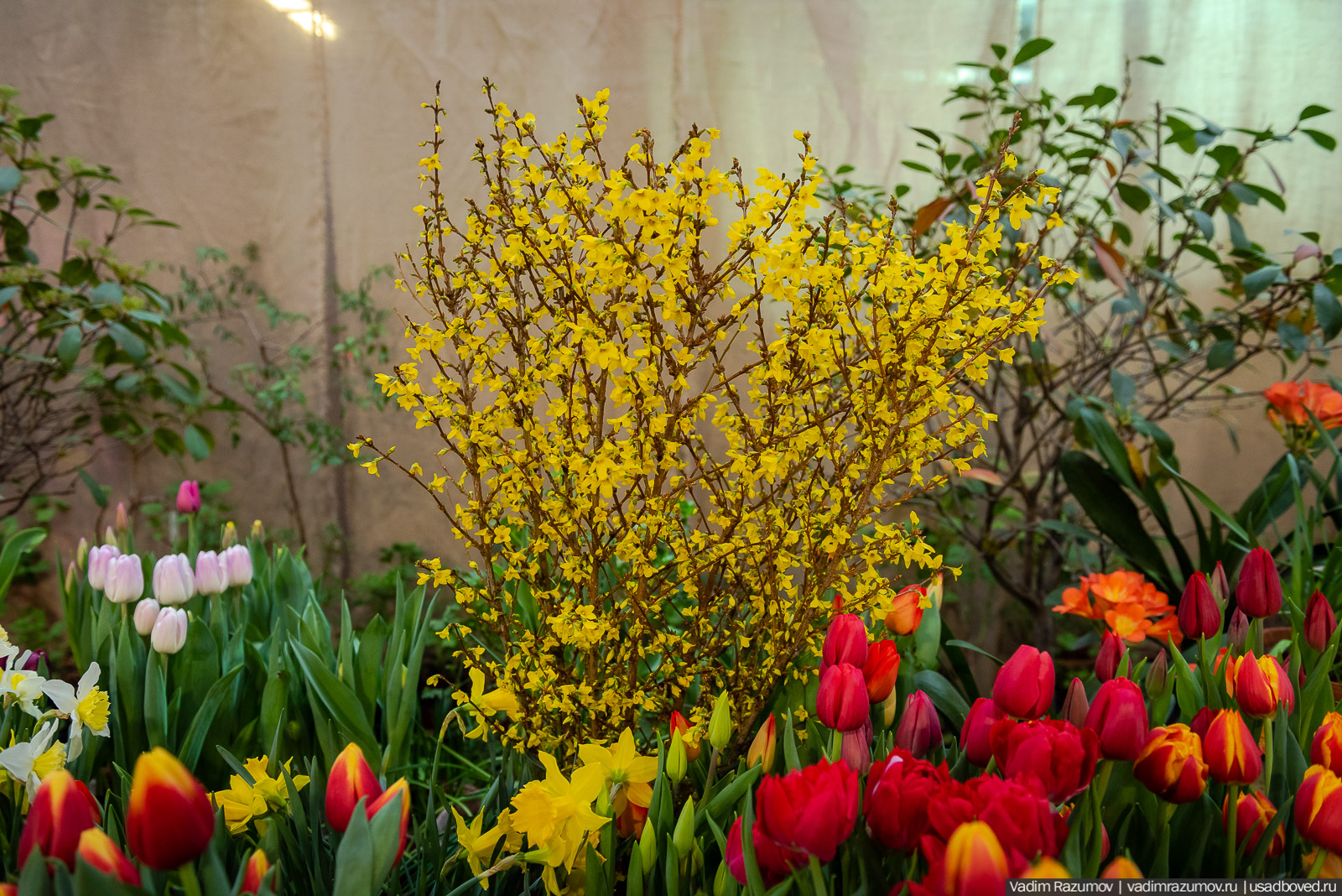 Аптекарский огород, Репетиция весны 2021, цветы, 8 Марта