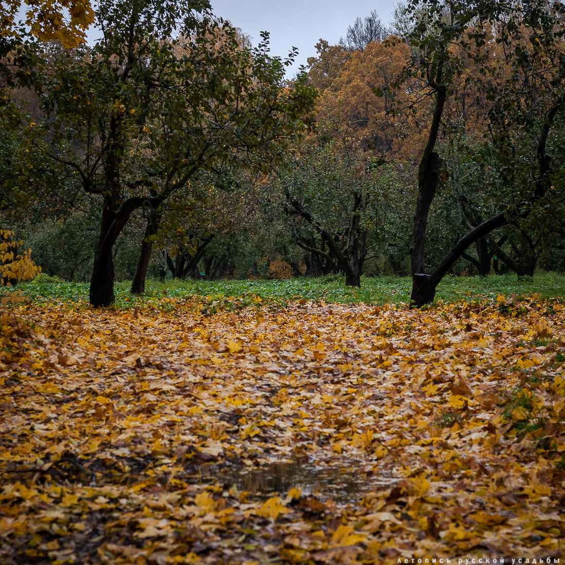усадьба Ясная Поляна Льва Николаевича Толстого, Тульская область, осенью