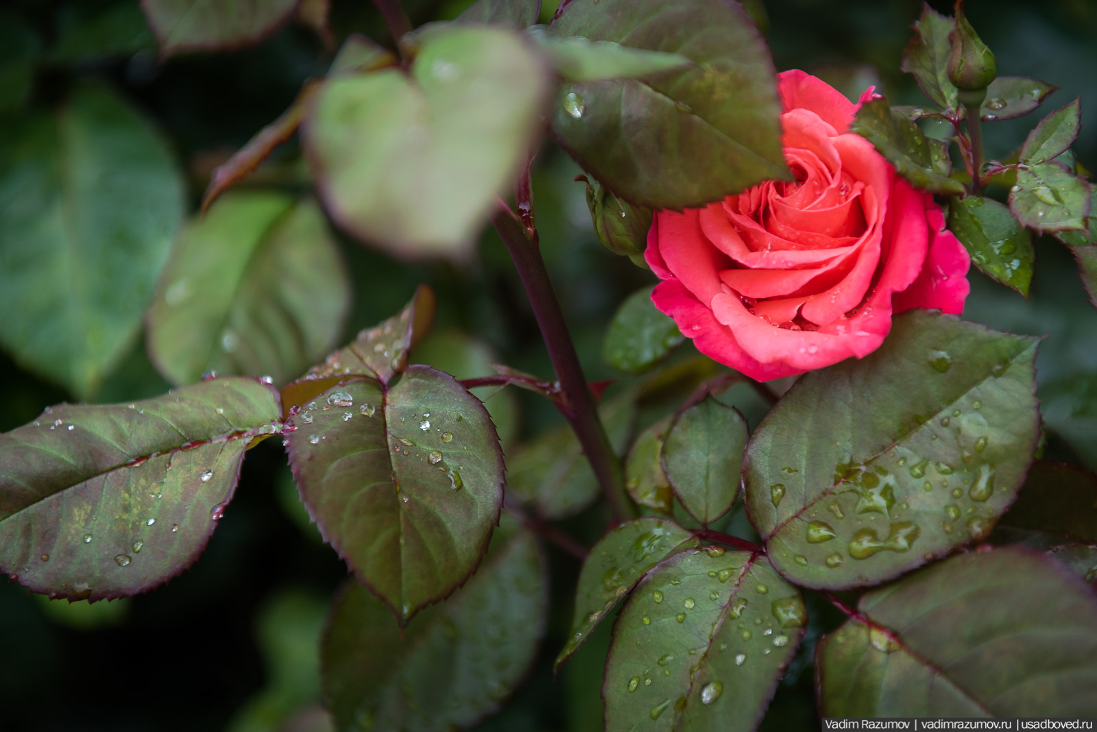 усадьба Марьино Строгановых, розарий, розы, сад