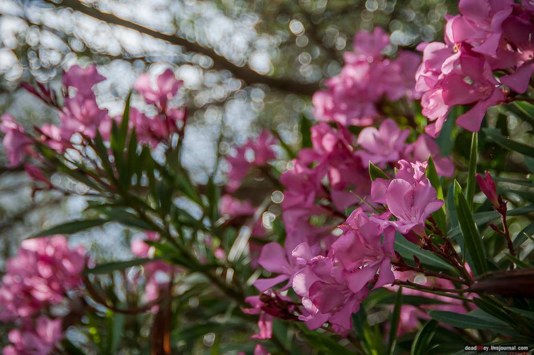 усадьба дворец Дюльбер великого князя Петра Николаевича