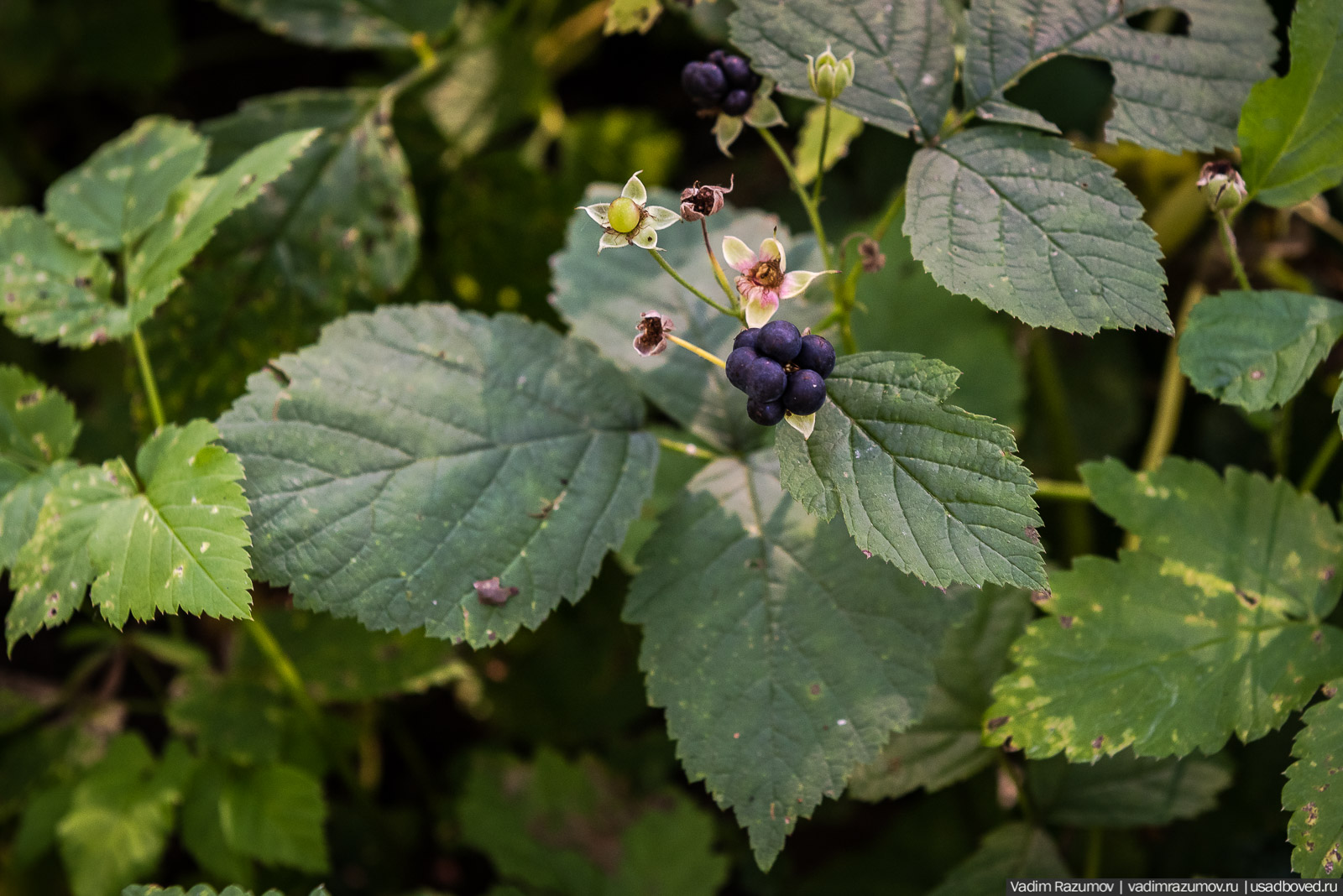 Городище Луковня, Подольское море