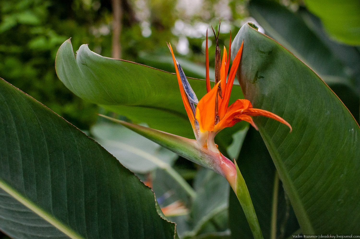 Ботанический сад, фондовая оранжерея, Экоэлектричка, борщевик