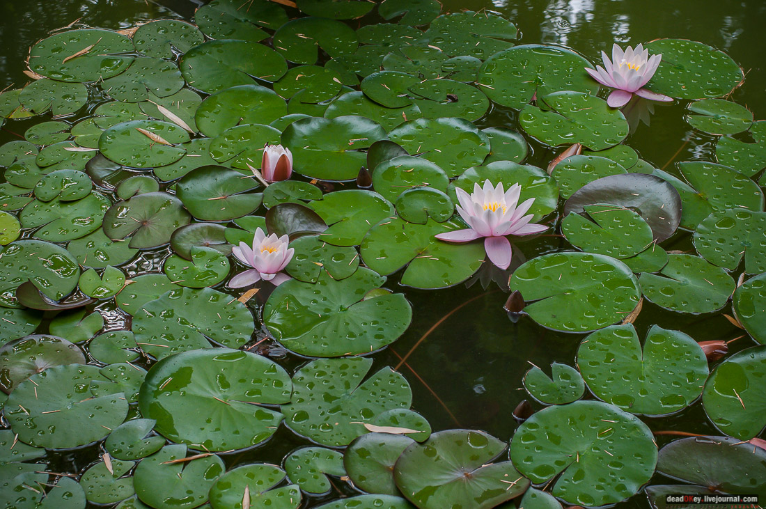 усадьба дворец Дюльбер великого князя Петра Николаевича