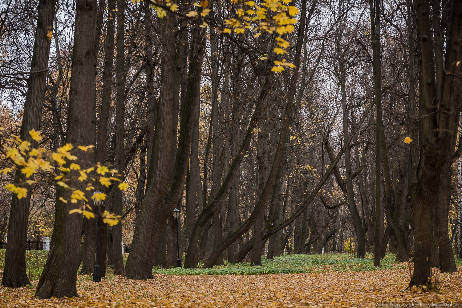 усадьба Кусково, осень 2018 года