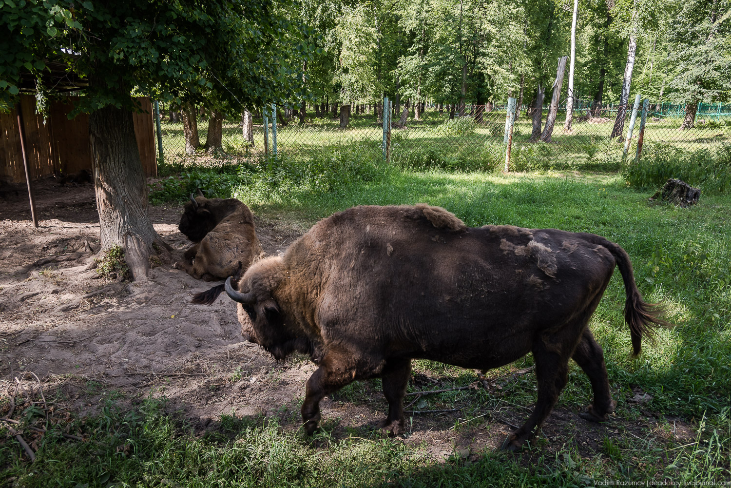 Экоэлектричка. Волонтерский поезд к зубрам в Приокский террасный заповедник