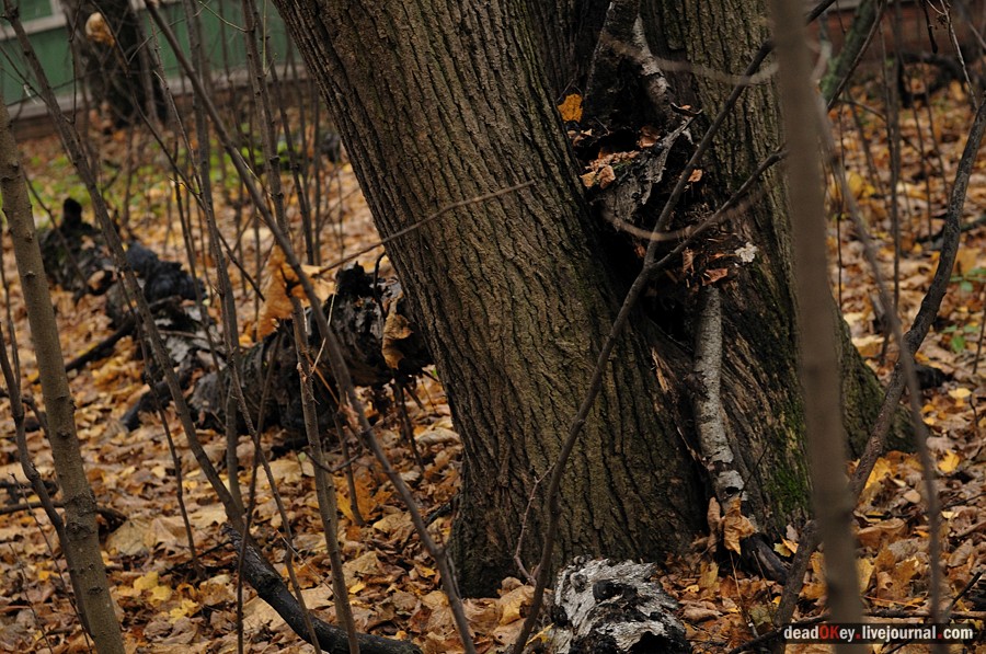 усадьба Жуково