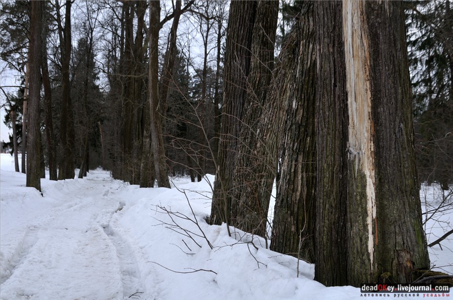Липовые аллеи в усадьбах