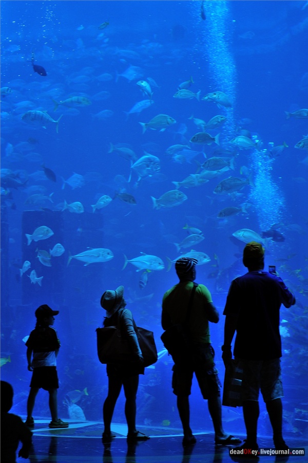 усадьба ОАЭ. Дубаи.