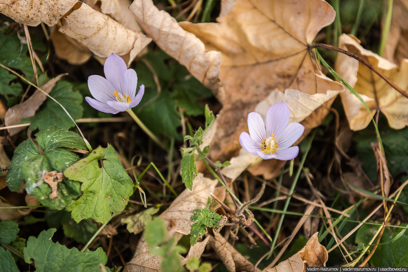 усадьба Кесслеров-Ферсмана, Крым, Симферополь
