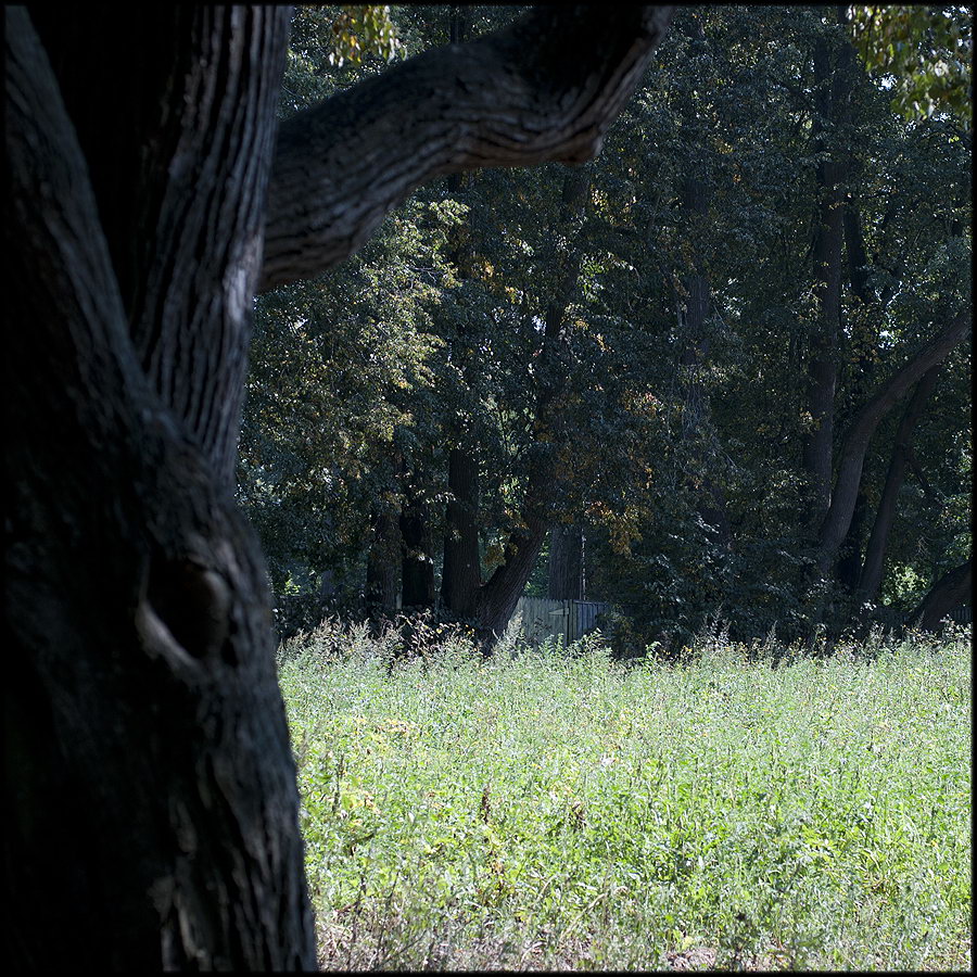 Парковые аллеи в русских усадьбах