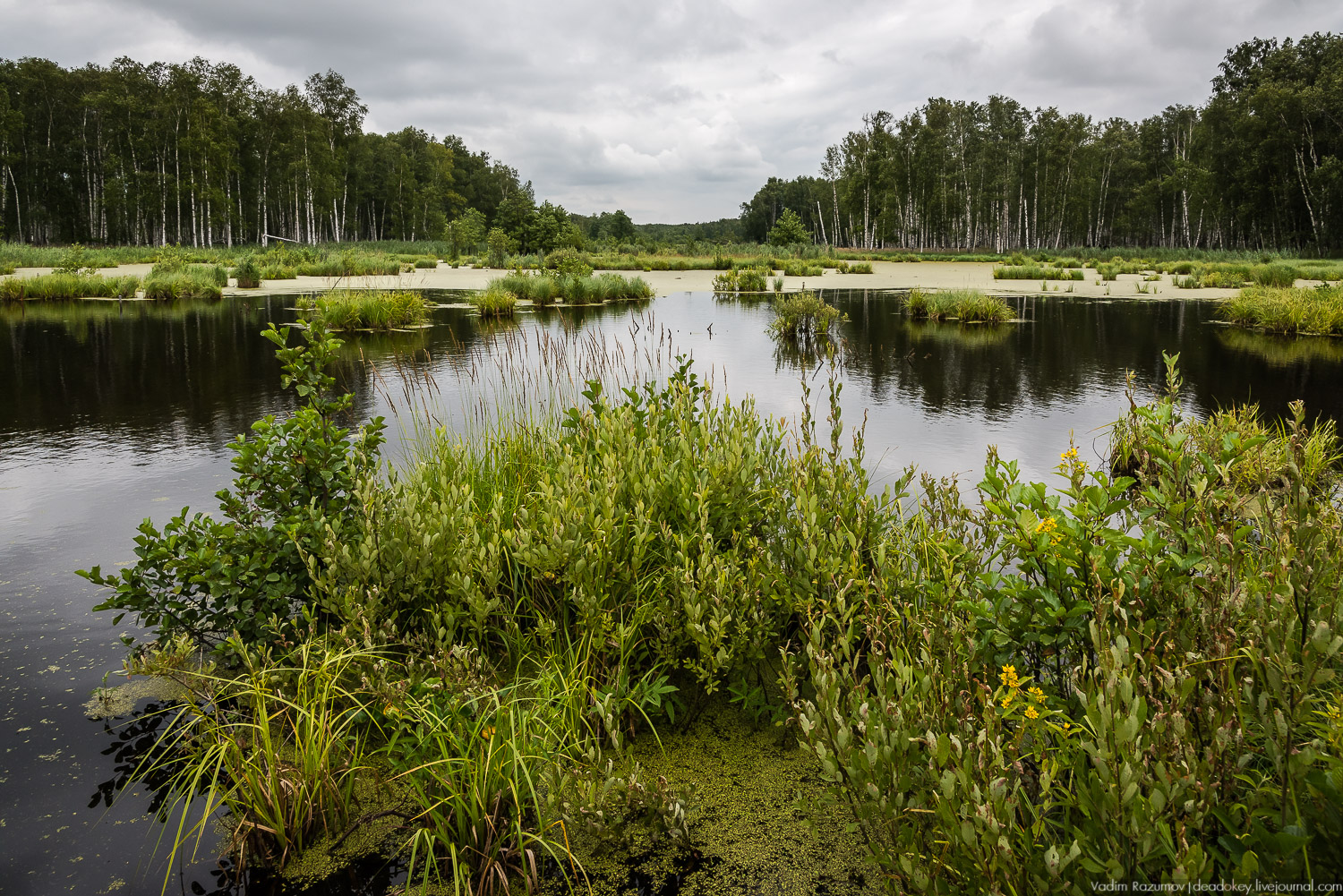 Лосиный остров