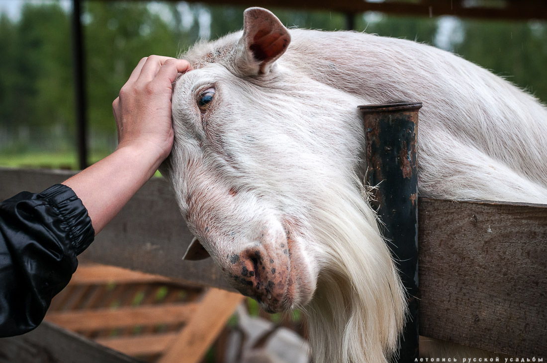 Экоэлектричка на родину журавлей в Талдомский район