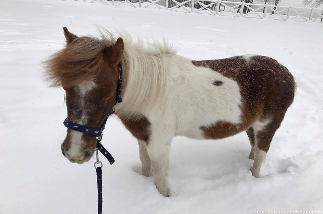 усадьба Степановское-Волосово, фотографии с дрона, шетлендский пони Трамп