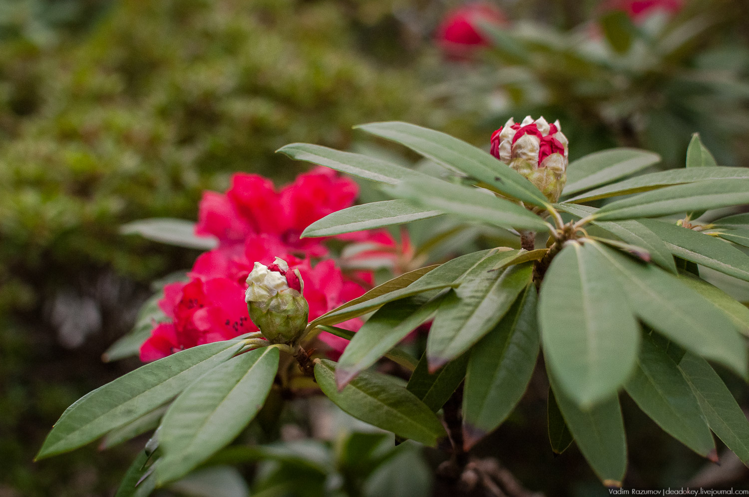 Ботанический сад, фондовая оранжерея, Экоэлектричка, борщевик