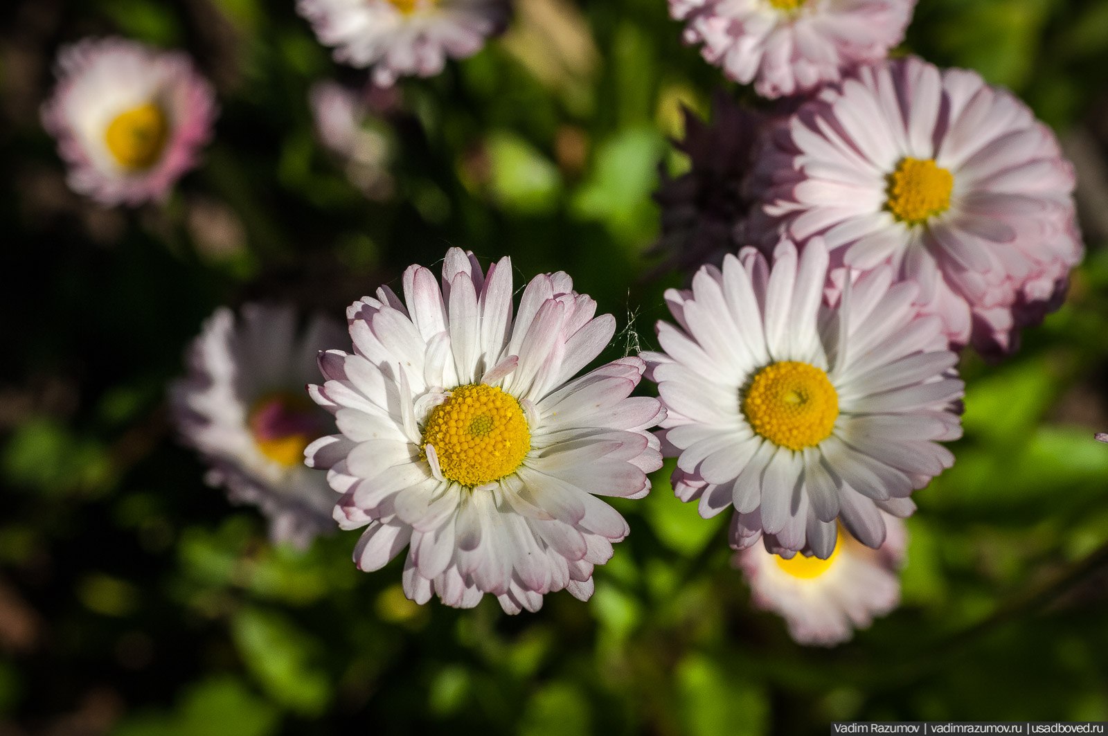 усадьба Дворяниново, Андрей Тимофеевич Болотов, Тульская область