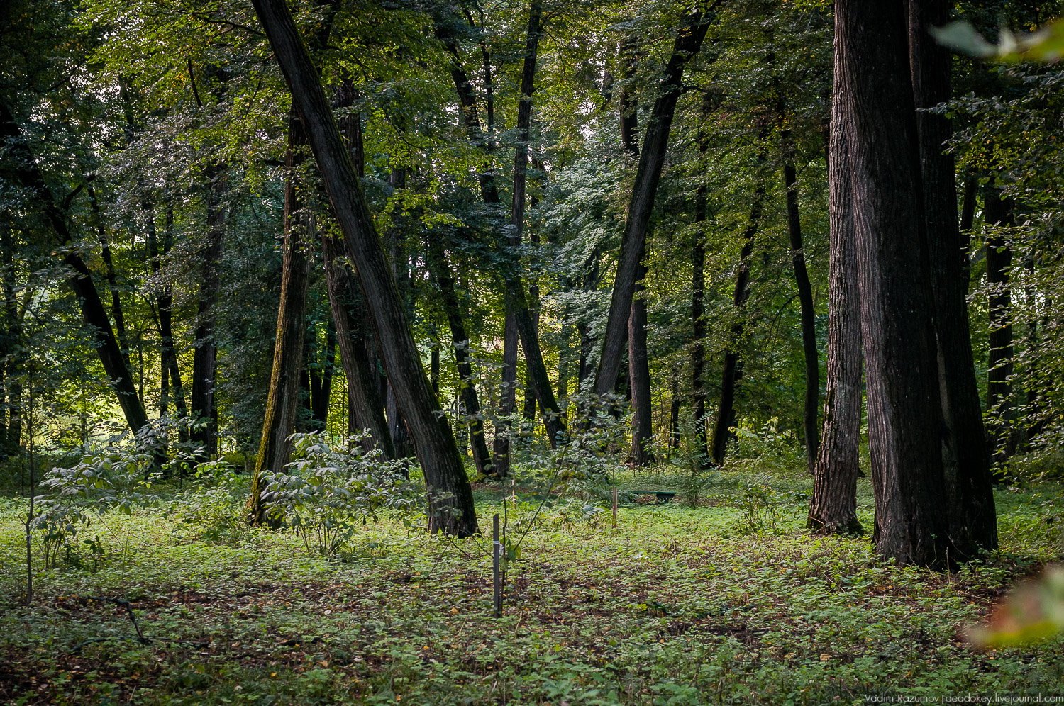 усадьба Даровое, Зарайский район, Ф.М. Достоевский