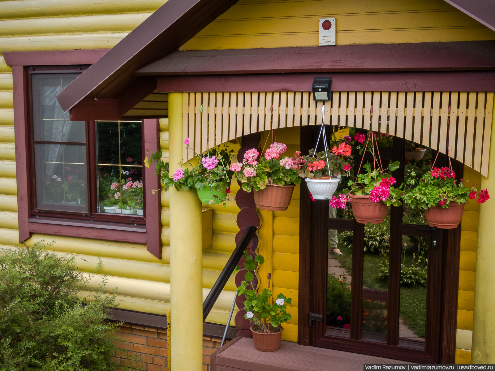 Пеларгония, герань, Вадим Разумов