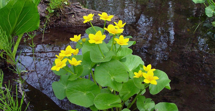 016_image033 (700x363, 378Kb)