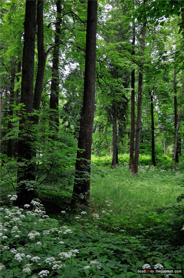 усадьба Паньково