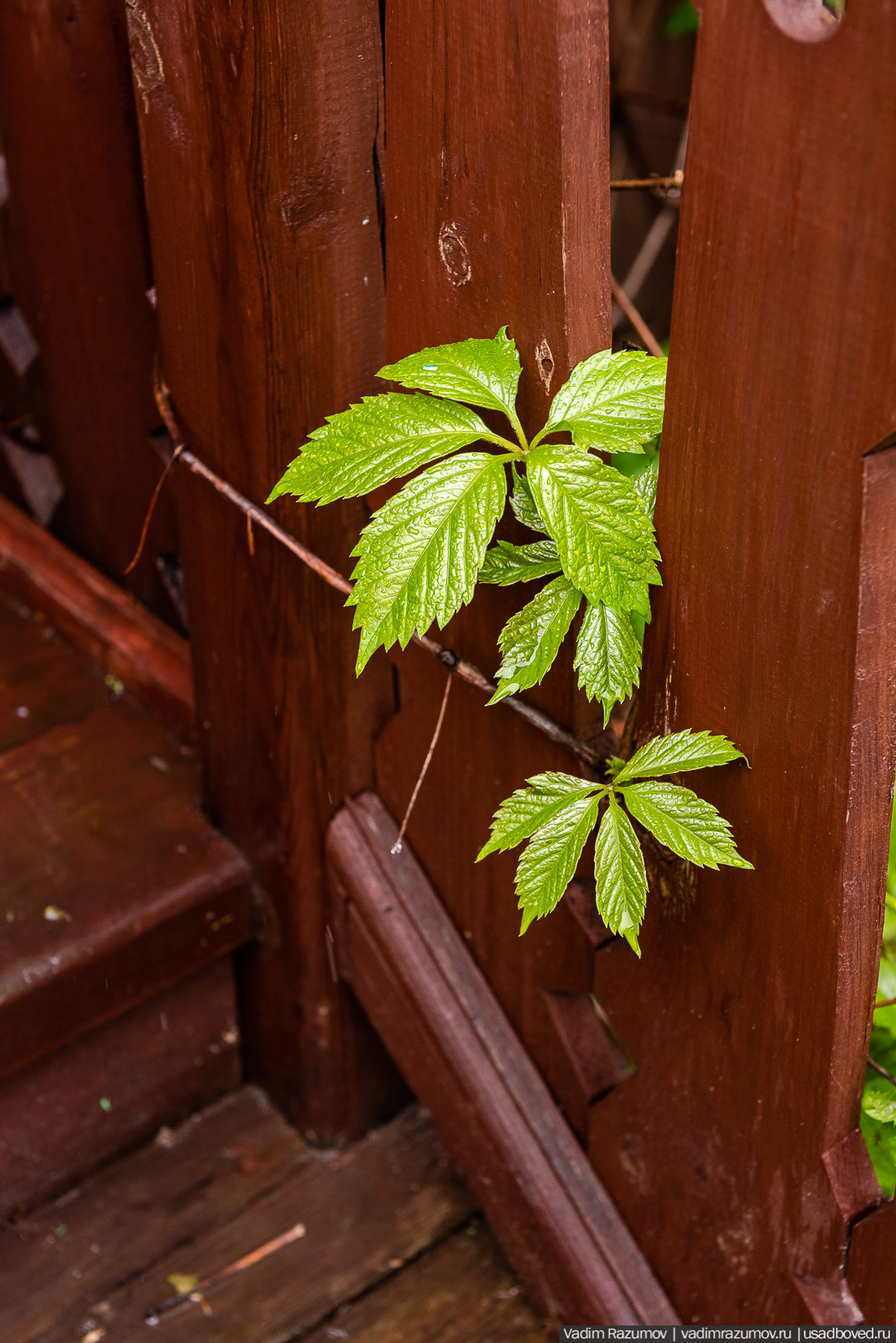 Усадьба фабриканта Думнова в Заречье, Владимирская область. Цветение сирени, сады