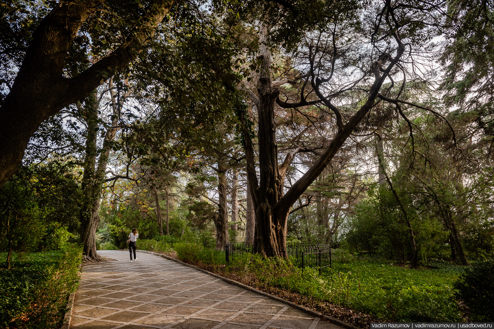 Никитский ботанический сад