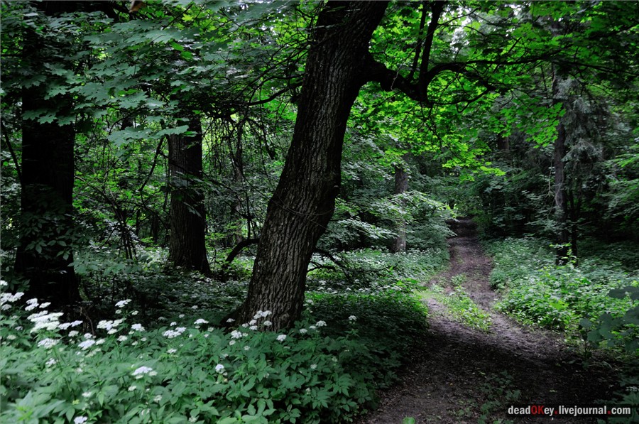 усадьба Дубки