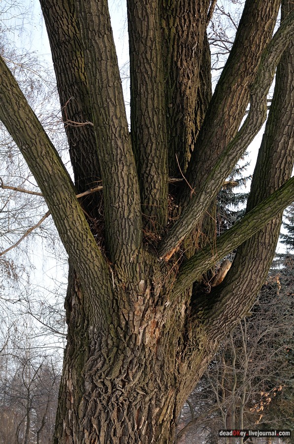 Косино