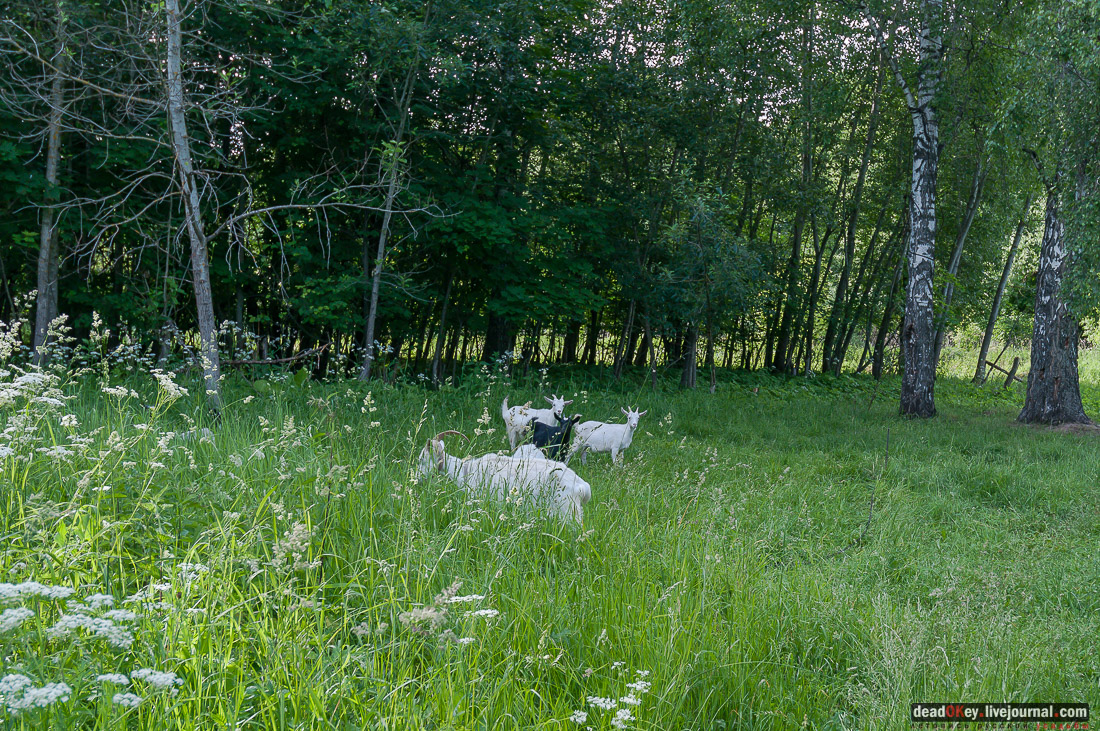 усадьба Ляхово, аукцион рубль за метр. Программа рубль за метр в Московской области