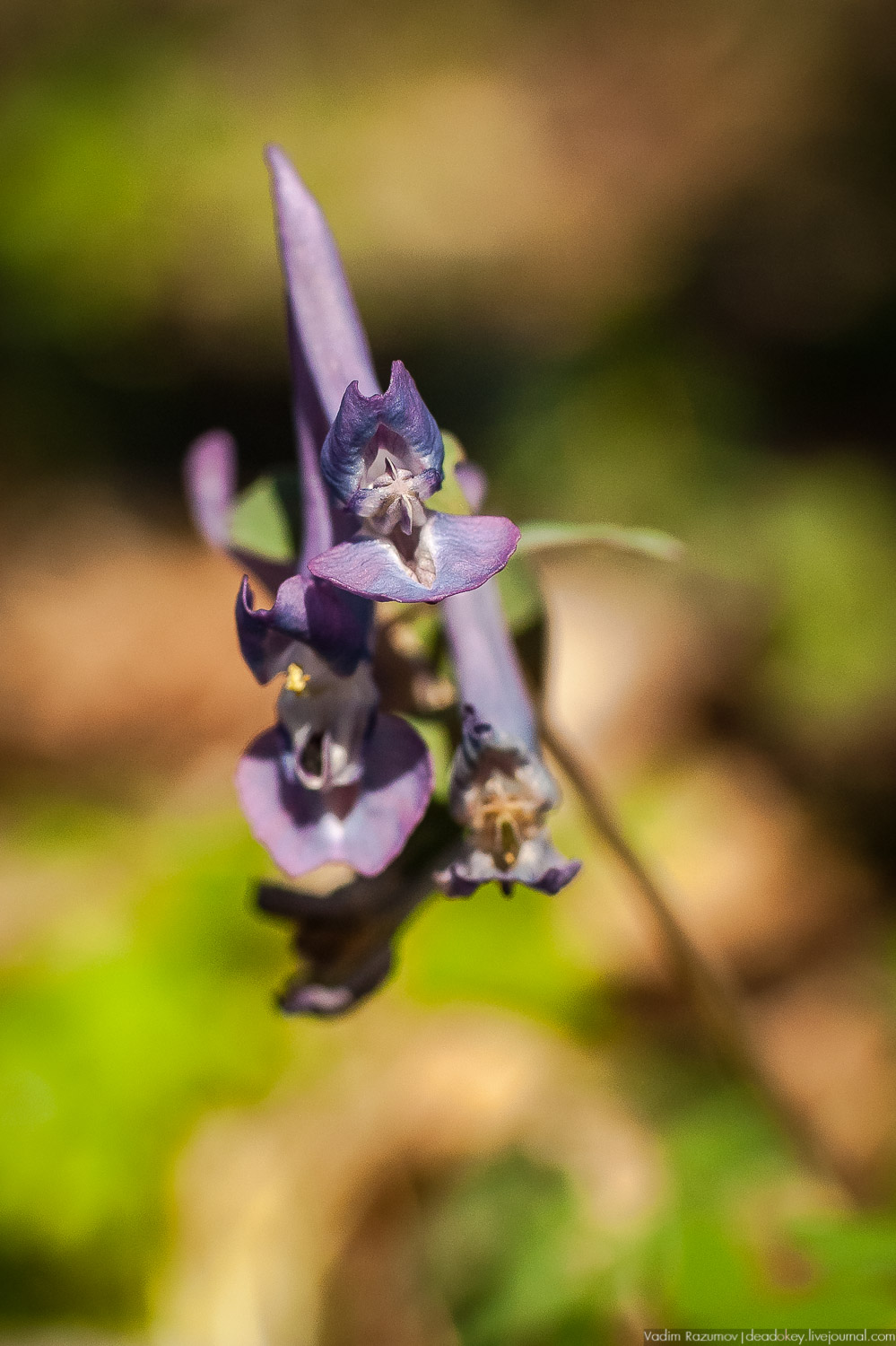 Богородицк, Тульская область, цветение подснежников, хохлатка