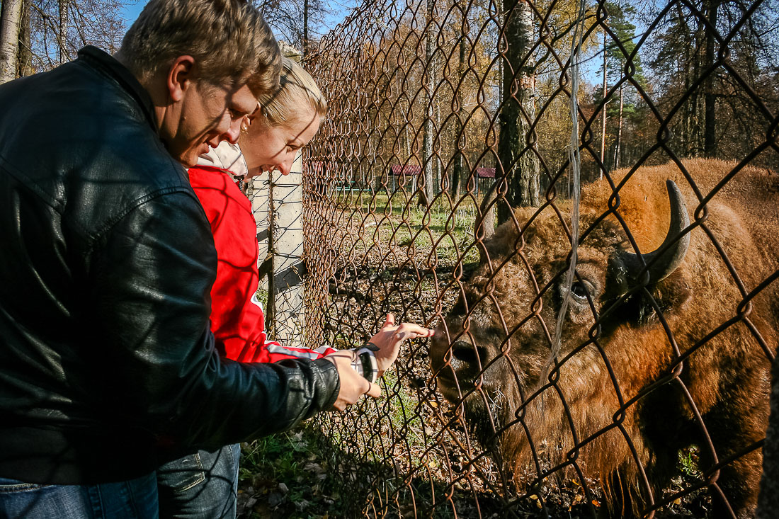 Усадебный экспресс. Экоэлектричка. Зубры и Страусы в Подмосковье.