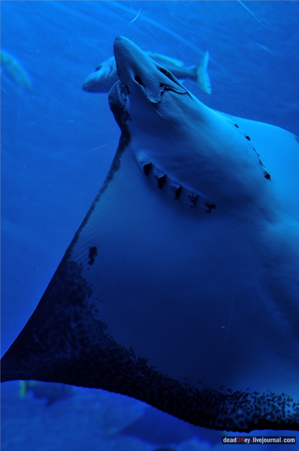 усадьба ОАЭ. Дубаи.