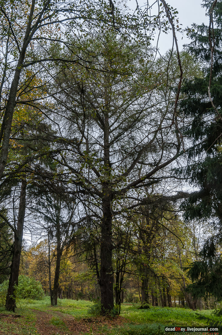 Усадьба Покровское-Рубцово