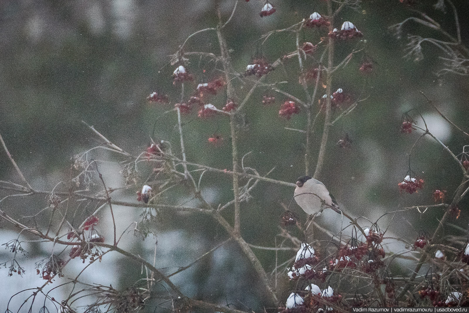 Птицы, парки, синички, снегири