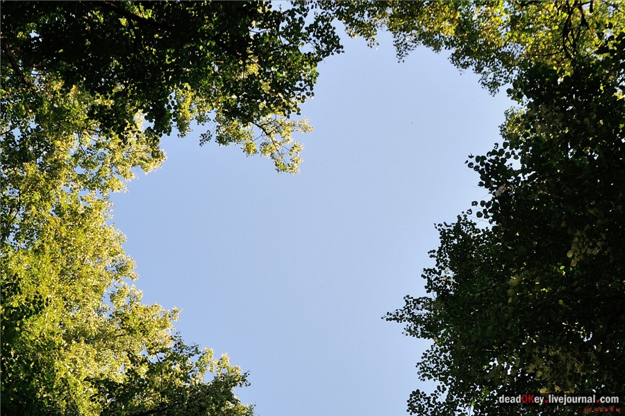 Липовые аллеи в усадьбах