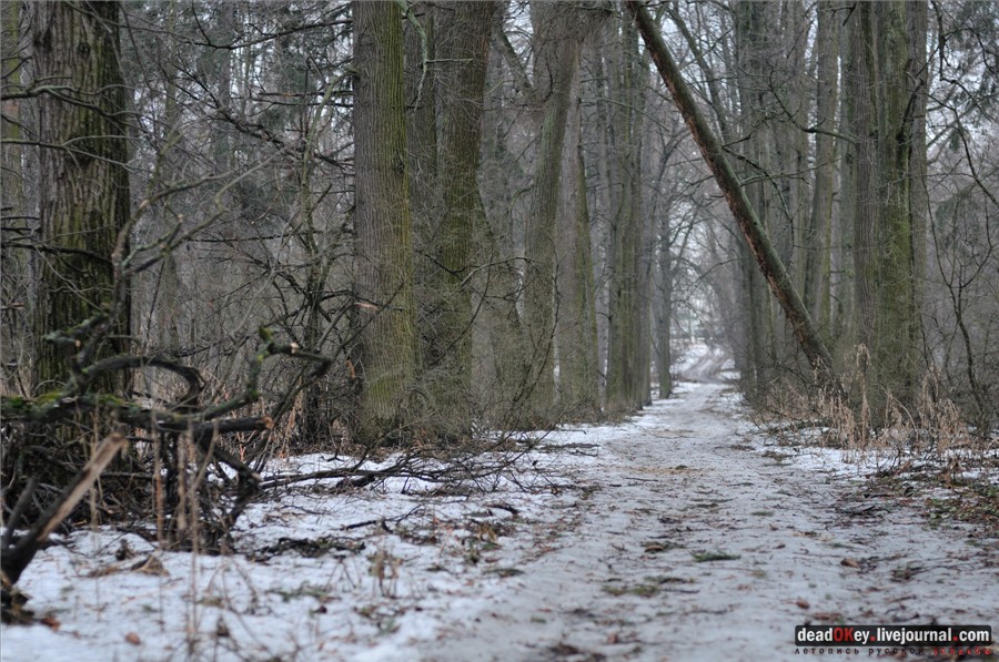 Липовые аллеи в усадьбах