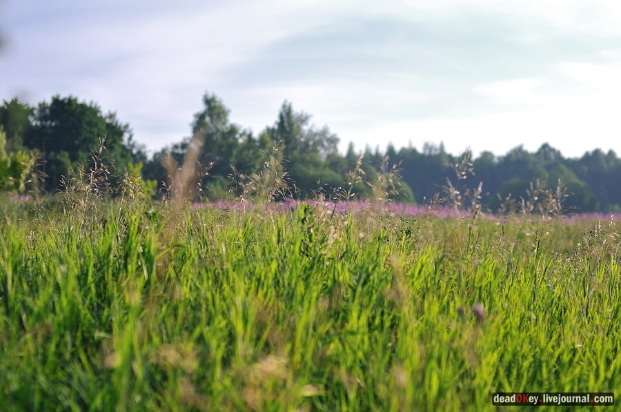 усадьба Клины