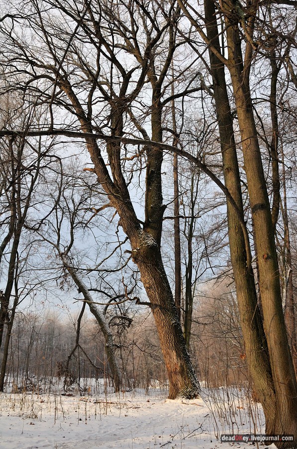 усадьба Быково