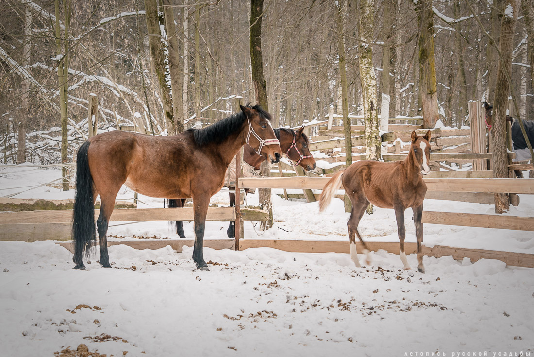 Счастливые дни с Усадебным экспрессом в Мураново, Абрамцево, Федоскино, Вяземах, Захарово, Марфино, Мелихово
