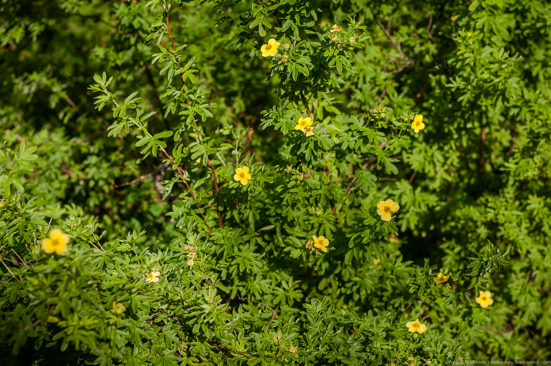 усадьба Барсуково